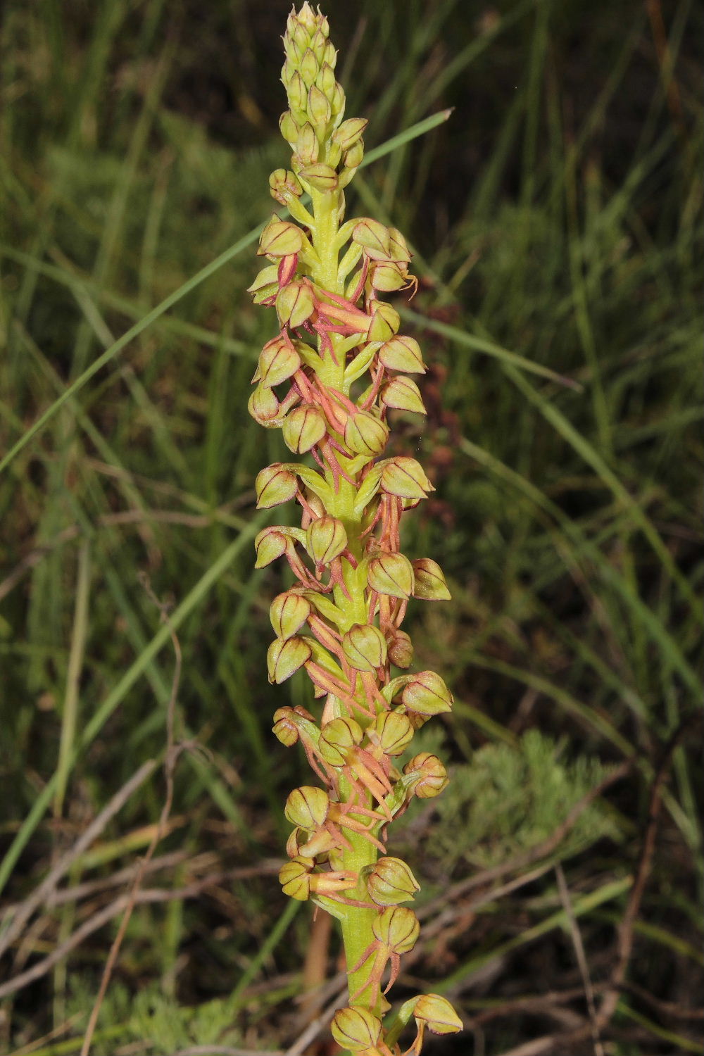 Orchidee Basso PiemonteEntroterra Liguria